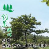 梧桐樹(shù)價(jià)格-5公分的梧桐樹(shù)苗多少錢-基地低價(jià)批發(fā)