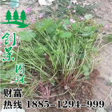 大量供應(yīng)紅花草-_質(zhì)量好-草本植物-基地低價批發(fā)