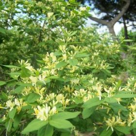 忍冬红花忍冬供应金银花苗木销售 陕西忍冬金银花价格 规格齐全