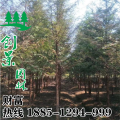 水杉樹_基地低價(jià)批發(fā)/采購(gòu)_規(guī)格齊全