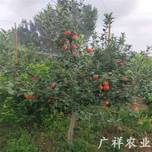 烟富苹果苗