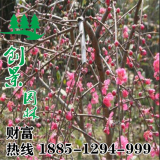 垂枝桃價(jià)格_優(yōu)質(zhì)垂枝桃低價(jià)批發(fā)_價(jià)格大全