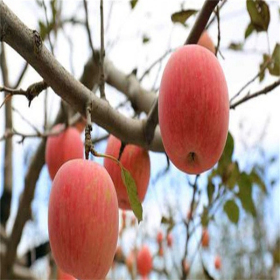 什么时间种植矮化苹果苗为合适