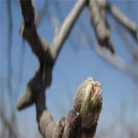 柱状苹果苗造价