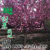 大葉早櫻- 低價(jià)批發(fā)-價(jià)格_基地低價(jià)供應(yīng)