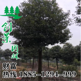 香樟樹-當(dāng)季香樟樹價(jià)格-批發(fā)-價(jià)格大全- 基地報(bào)價(jià)