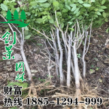 常年大量供應(yīng)油麻藤規(guī)格50-300公分基地直發(fā)