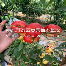 中油27号桃树苗多少钱、中油27号桃树苗什么价格