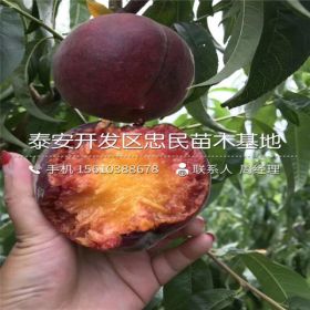 中油21号桃树苗价格、中油21号桃树苗批发基地