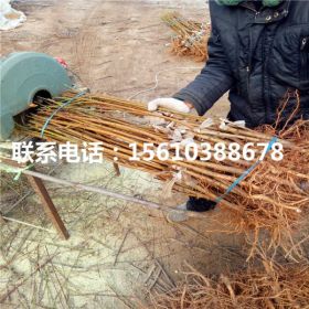 黑桃皇后树苗多少钱一棵、黑桃皇后树苗出售价格