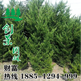 龍柏價(jià)格-120公分龍柏價(jià)格-基地低價(jià)批發(fā)