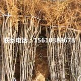 华硕苹果苗单价、华硕苹果苗批发价格