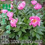 宿遷牡丹花苗價(jià)格低、質(zhì)量好、 成活率高