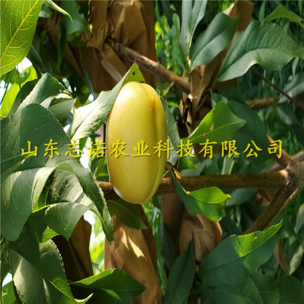 中油蟠7號(hào)桃樹苗