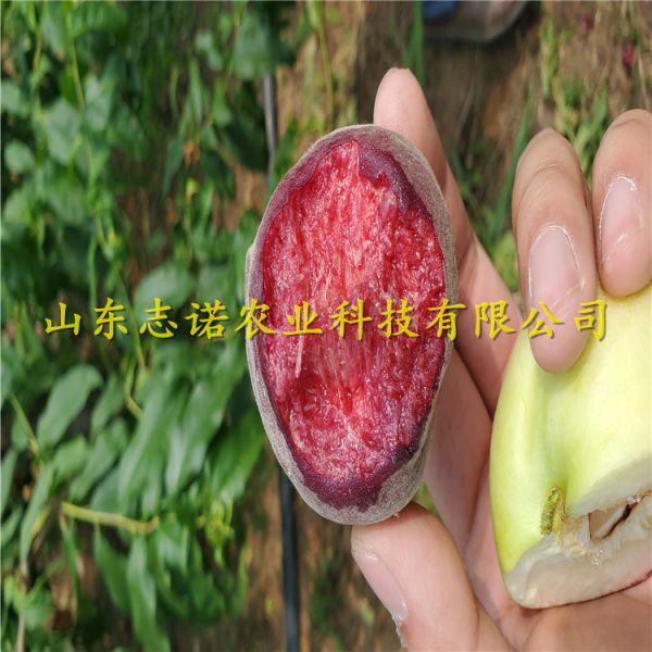 早熟黃金蜜1號桃樹苗