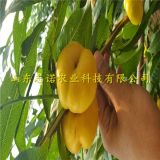 哪里有新品種風(fēng)味太后蟠桃樹苗 風(fēng)味太后蟠桃樹苗批發(fā)基地