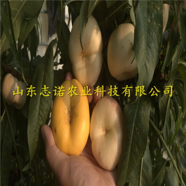 中油蟠7號(hào)桃樹苗