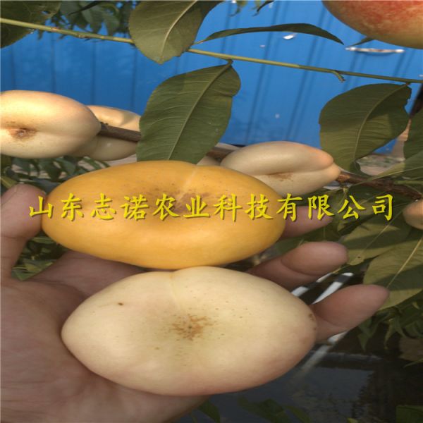 中油蟠7號(hào)桃樹苗