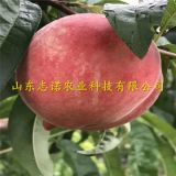 新黃金蜜4號(hào)桃樹苗批發(fā) 新黃金蜜4號(hào)桃樹苗品種大全