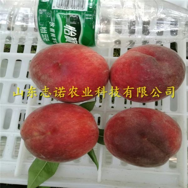 早熟黃金蜜1號桃樹苗