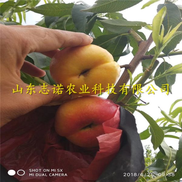 中油蟠7-7蟠桃树苗