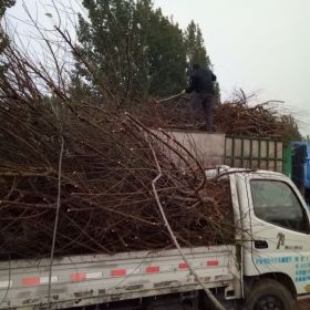 黑桃树苗出售基地、黑桃树苗确切价格