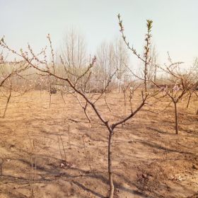 大久保桃树苗、大久保桃树苗、大久保桃树苗价格