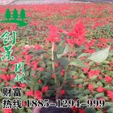 供應(yīng)一串紅、一串紅小苗、低價采購、地被植物批發(fā)