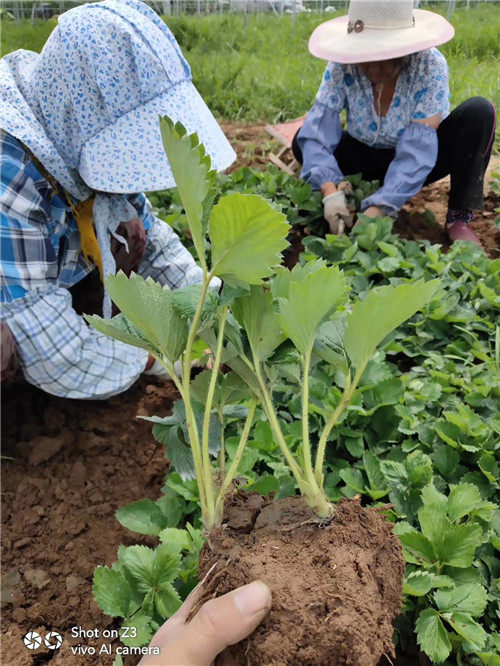 章姬草莓苗口感