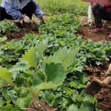 妙香7號草莓苗基地 妙香草莓苗批發(fā)價格