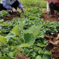 妙香7號草莓苗基地 妙香草莓苗批發(fā)價格