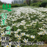 葱兰价格-低价采购-草花地被植物批发直销