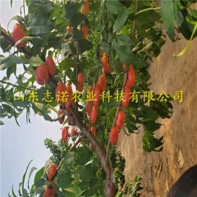 帅师香桃树苗 帅师香桃树苗多少钱 帅师香桃树苗批发基地