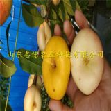 春丽桃树苗哪里有、春丽桃树苗⁪