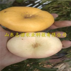 帅师香桃树苗 帅师香桃树苗单价 帅师香桃树苗新品种多少钱一棵