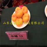 ⁭中油蟠5号蟠桃树苗⁪