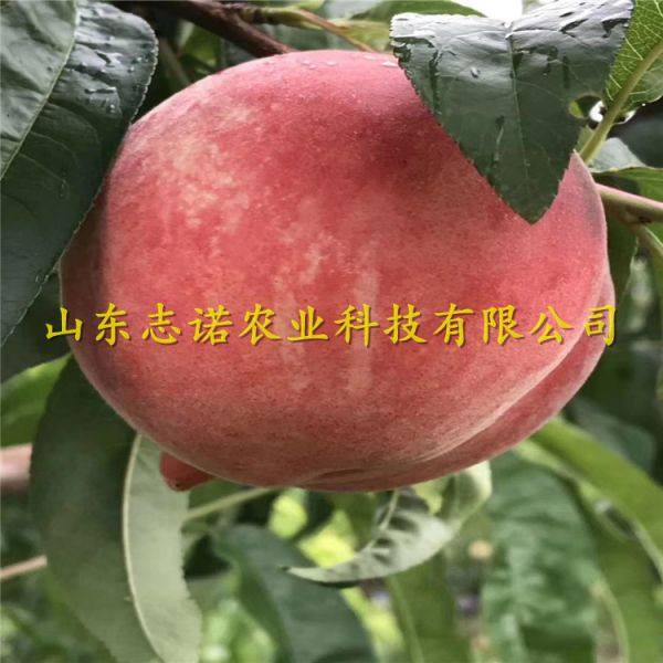 春丽桃