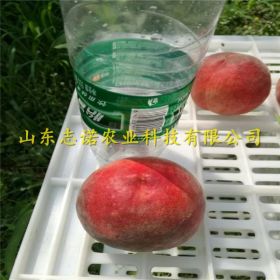 ⁭2019风味太后油蟠桃树苗 风味太后油蟠桃树苗价格多少