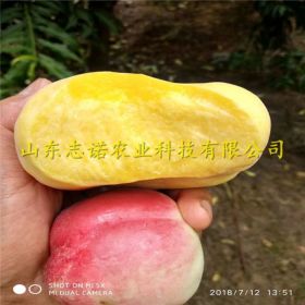 ⁭非洲黑妹桃树苗⁪