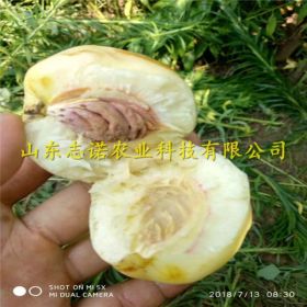 中油18号桃树苗 中油18号桃树苗单价 中油18号桃树苗批发基地