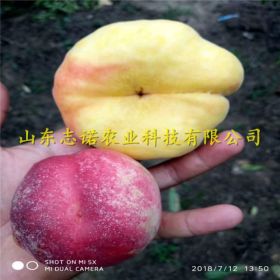 中油21号桃苗⁪ 中油21号桃苗出售多少钱