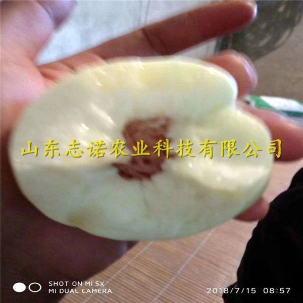 晚熟黄金蜜4号桃