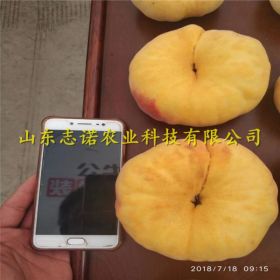 福美桃苗⁪ 福美桃苗出售价格