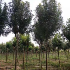 基地直销雷武白蜡秋紫腊