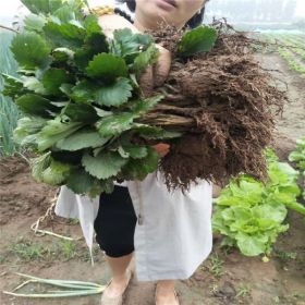 适合南方大棚种植草莓苗 法兰地草莓苗一亩地需要多少棵