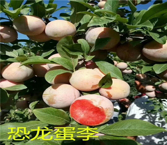 黑布朗李子树苗