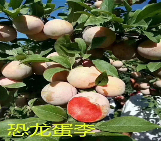 黑布朗李子树苗