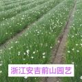 白花葱兰，白花葱兰价格，白花葱兰基地照片