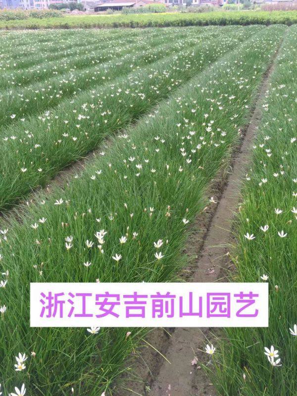 白花蔥蘭