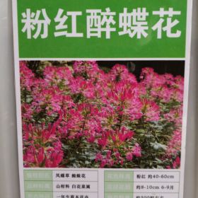 粉红醉蝶花什么时候开花，花期多长？